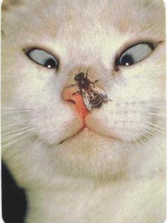 Other Wallpapers 0535